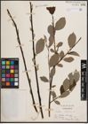 Foto von Salix caprea L.